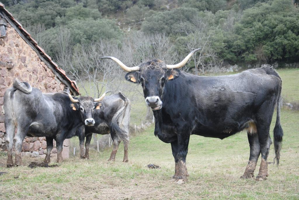 El Molino De Cicera Casa de hóspedes Quarto foto